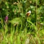 Carex capillaris Natur