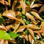 Syzygium myrtifolium Hoja