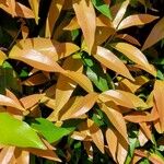 Syzygium myrtifolium Leaf