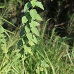 Sida cordifolia Leaf