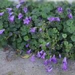 Campanula portenschlagianaBloem