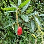 Crinodendron hookerianum Φύλλο