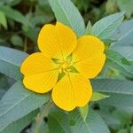 Ludwigia peruviana Flor