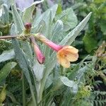 Polemonium pauciflorum