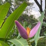 Musa velutinaFlower