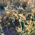 Atriplex rosea Fuelha