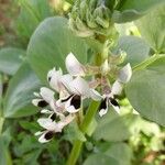 Vicia faba Virág