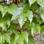 Parthenocissus tricuspidata Leaf