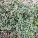 Origanum onitesFrunză