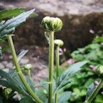 Chrysanthemum indicum Flower