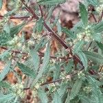 Forsskaolea angustifolia خشب