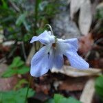 Viola selkirkii Blüte