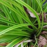 Carex elata Folha