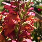 Digitalis canariensis Flower