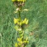 Gentiana luteaFiore