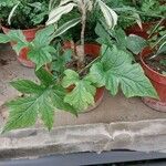 Dorstenia contrajerva ഇല