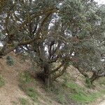 Quercus rotundifolia Habit