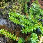 Empetrum nigrum Hoja