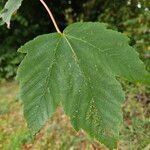 Acer pseudoplatanus Likasa