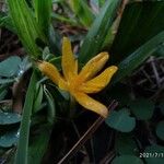 Curculigo orchioides Květ