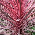 Cordyline australis 叶