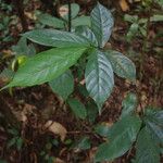 Monanthotaxis elegans Hoja