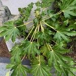 Fatsia japonicaΦύλλο