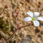 Saxifraga corsica ফুল