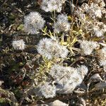 Brickellia eupatorioides Fleur