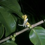 Mouriri grandiflora Flower