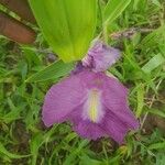 Siphonochilus aethiopicus Λουλούδι