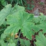 Pelargonium hispidum Leaf