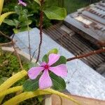 Catharanthus roseusΛουλούδι