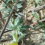 Oenothera drummondii Blatt