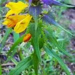 Melampyrum subalpinum Flower