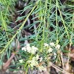 Acacia linifolia Flower