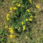 Lotus corniculatusFlower