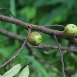 Diospyros mweroensis Fruit