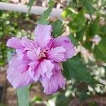 Hibiscus mutabilis ᱵᱟᱦᱟ