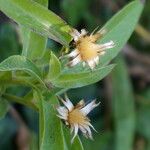 Gnaphalium supinum 花