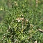 Artemisia chamaemelifolia പുഷ്പം