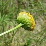 Leucanthemum virgatum 花