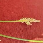 Carex pilulifera Bloem