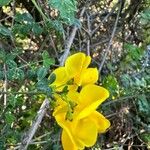 Cytisus arboreus Kukka