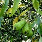Pyrus salicifolia Fruit
