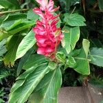 Alpinia purpurataFruit