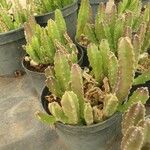 Stapelia grandiflora Leaf