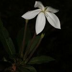 Augusta rivalis फूल