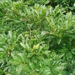 Matayba elaeagnoides Leaf