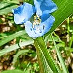 Lathyrus odoratus 花